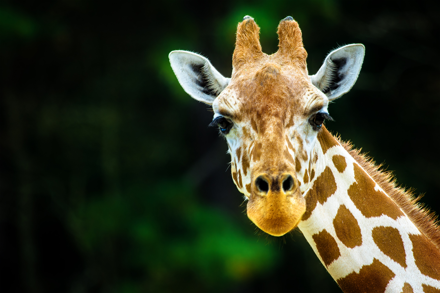 shutterstock_150557642