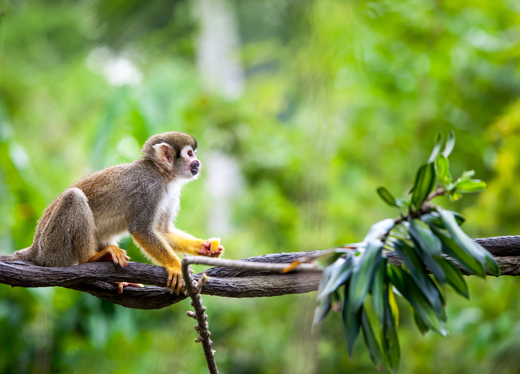 shutterstock_234539515